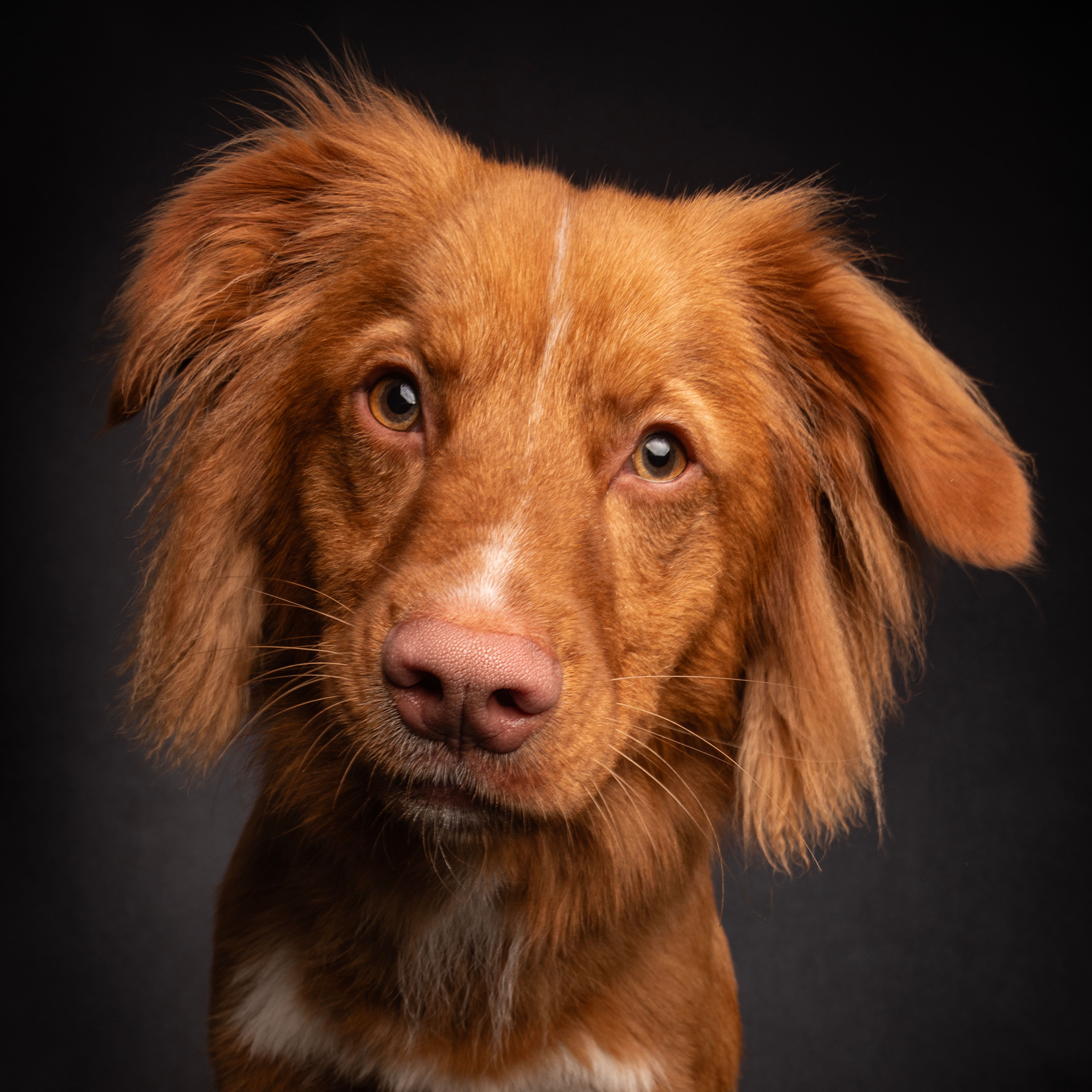 duck toller retriever