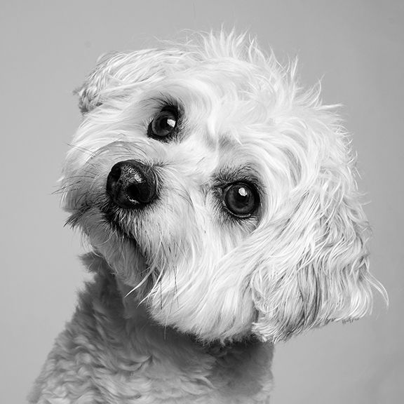 terrier black and white portrait
