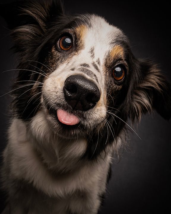 collie with tongue out