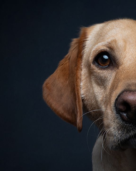 half face lab