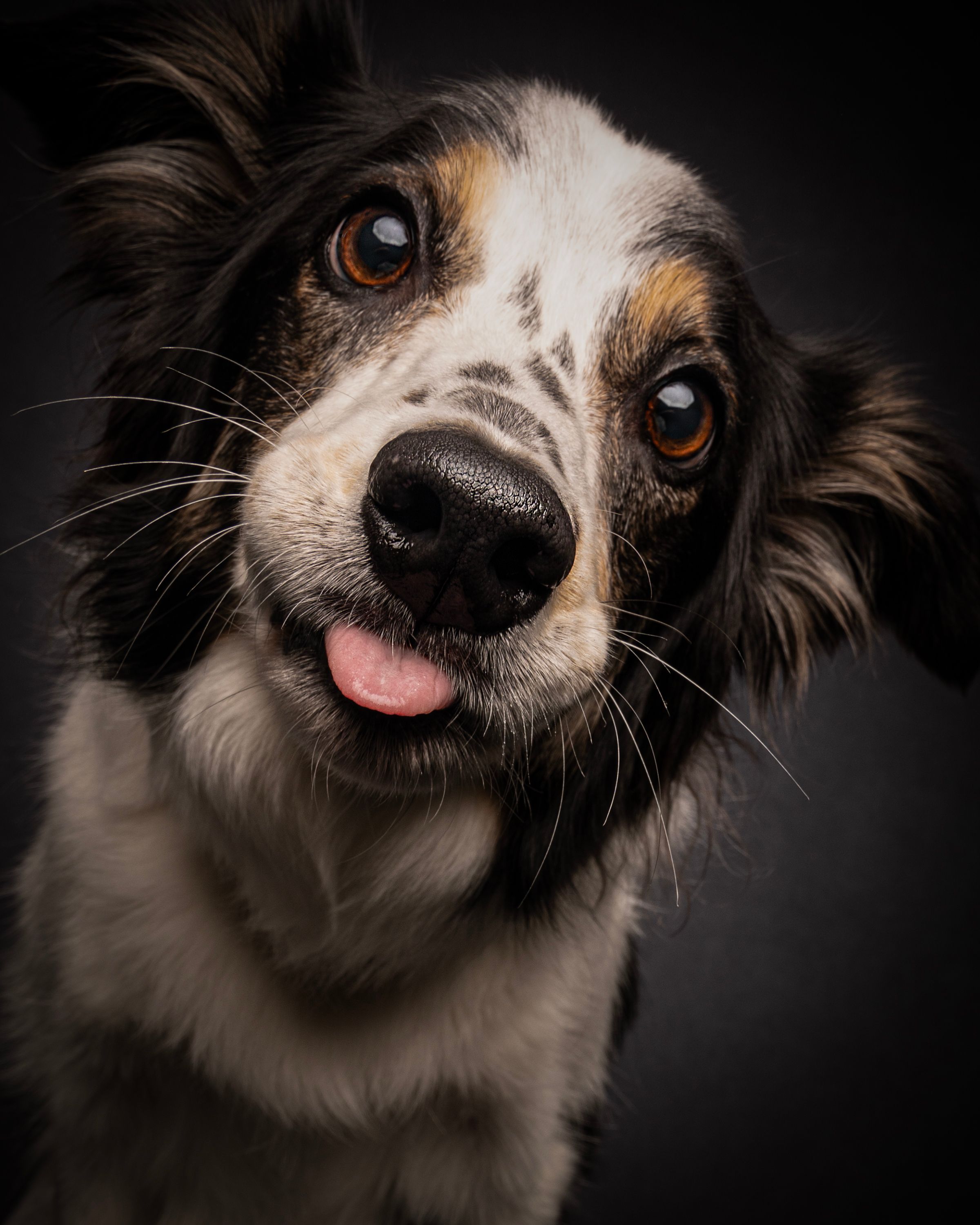collie with tongue out