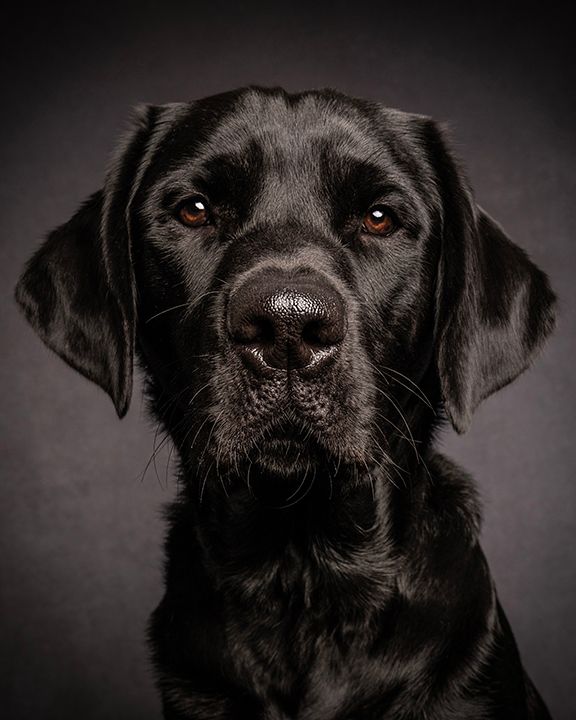 black labrador