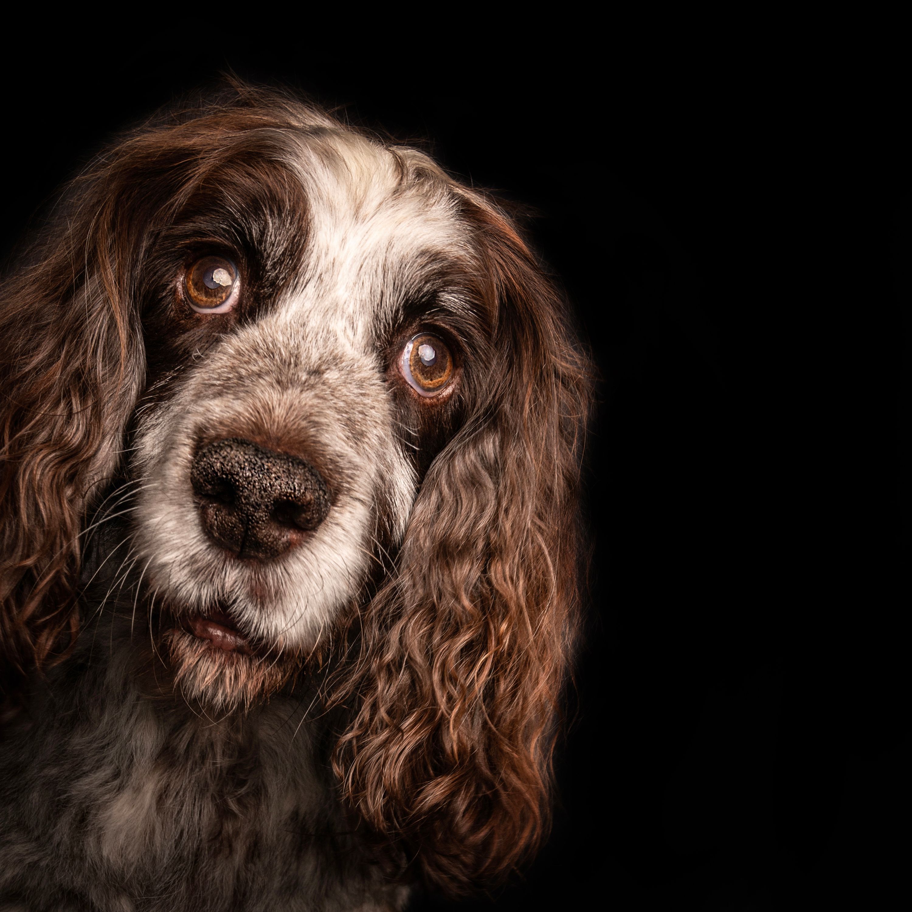 springer spaniel 