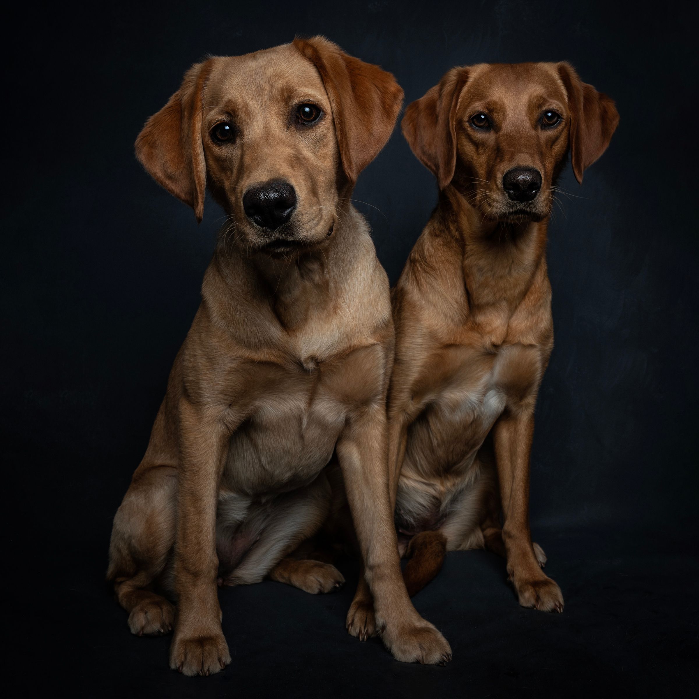 fox red labrador pair