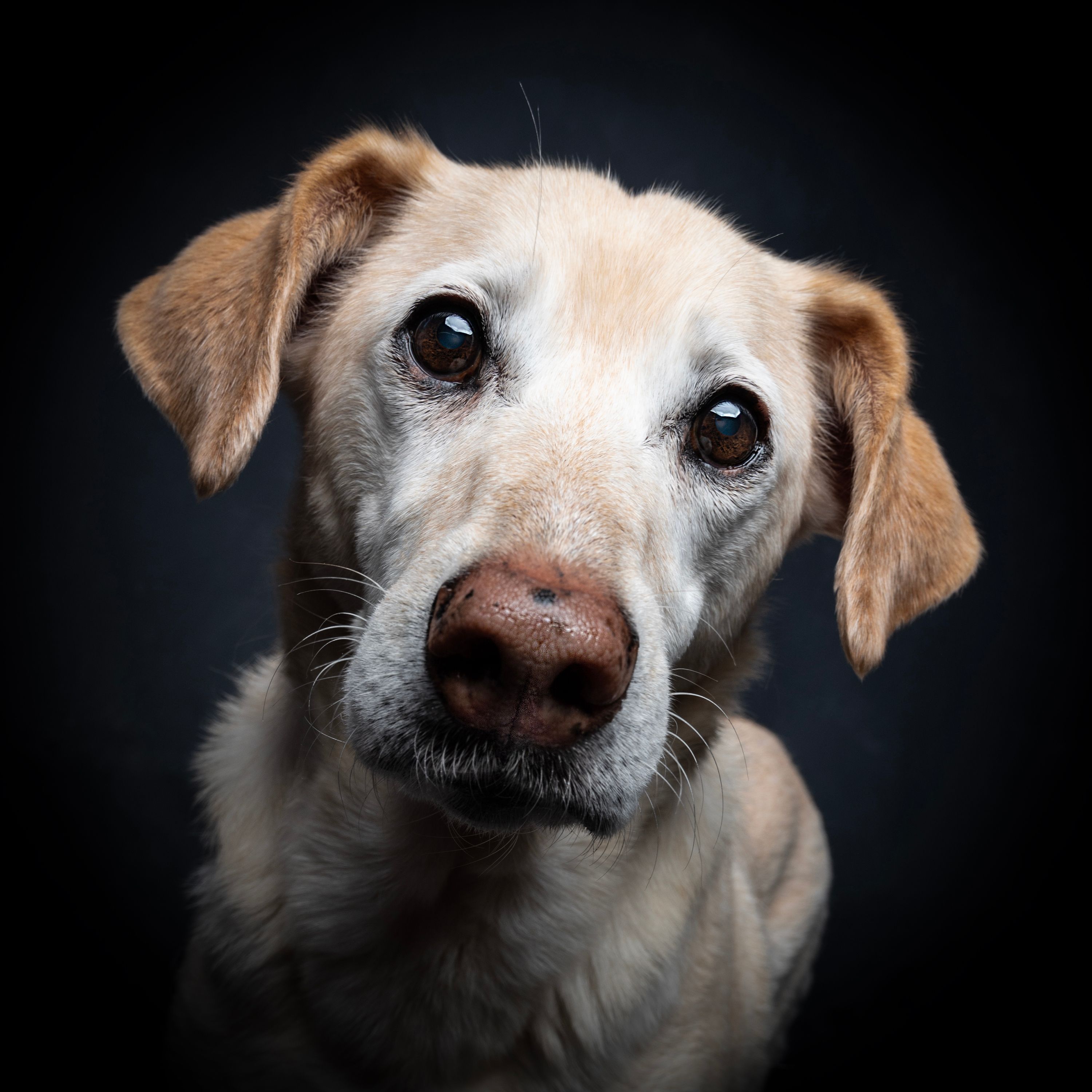 yellow labrador cross