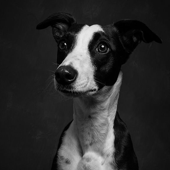 black and white whippet