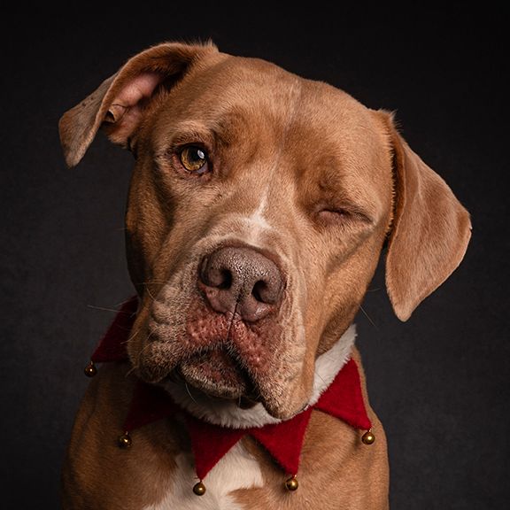 bull breed in christmas collar winking