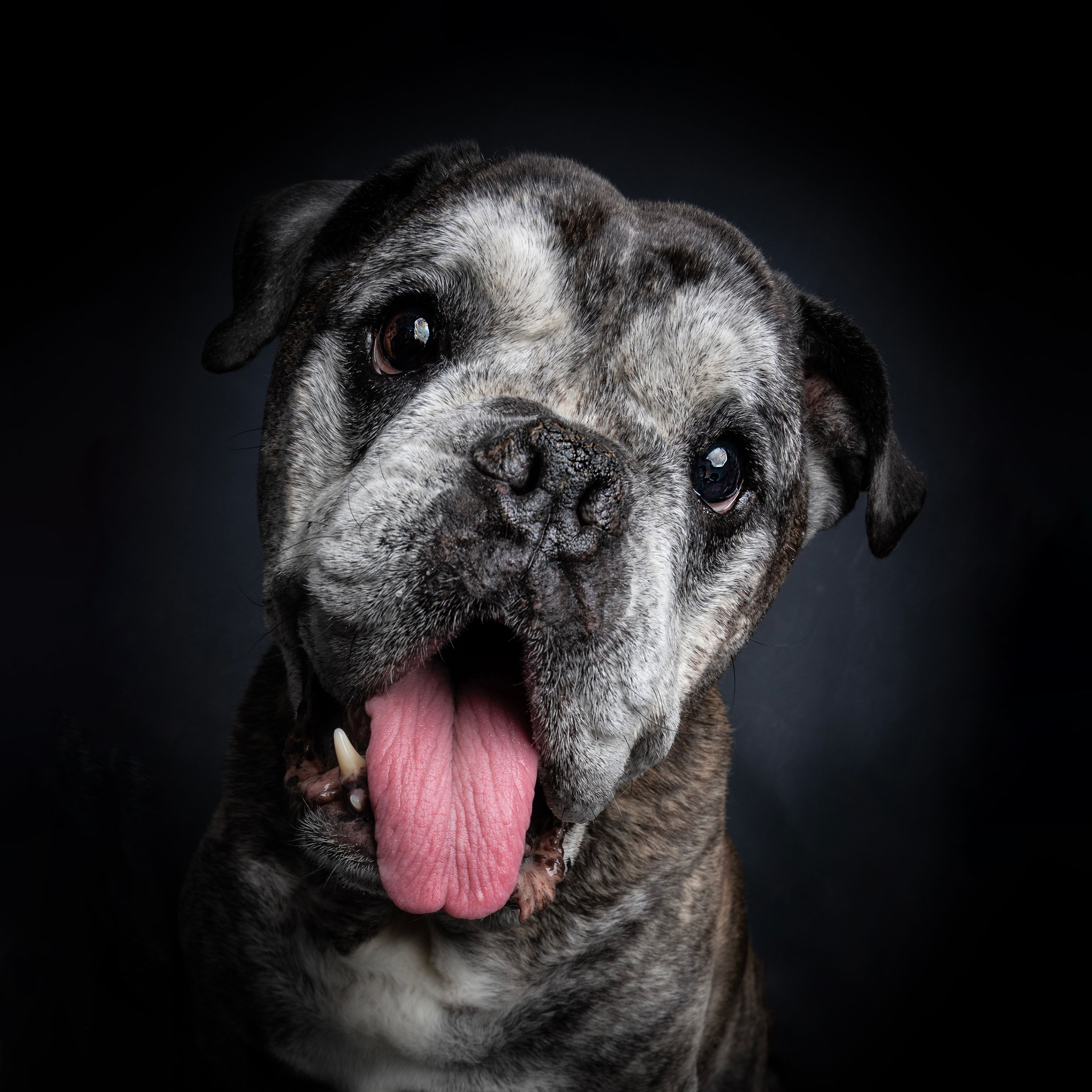 bull breed with tongue out