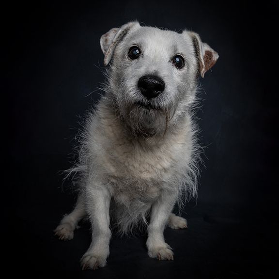scruffy elderly terrier