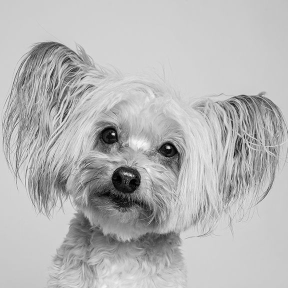 chinese crested black and white
