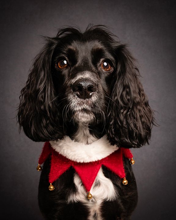 cocker wearing xmas collar
