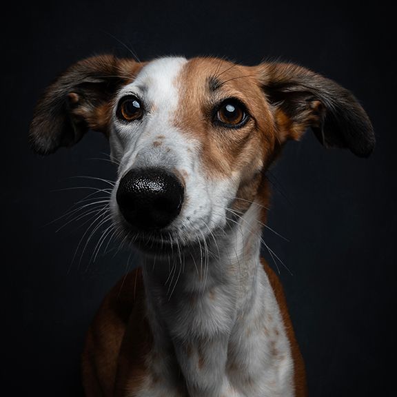 lurcher