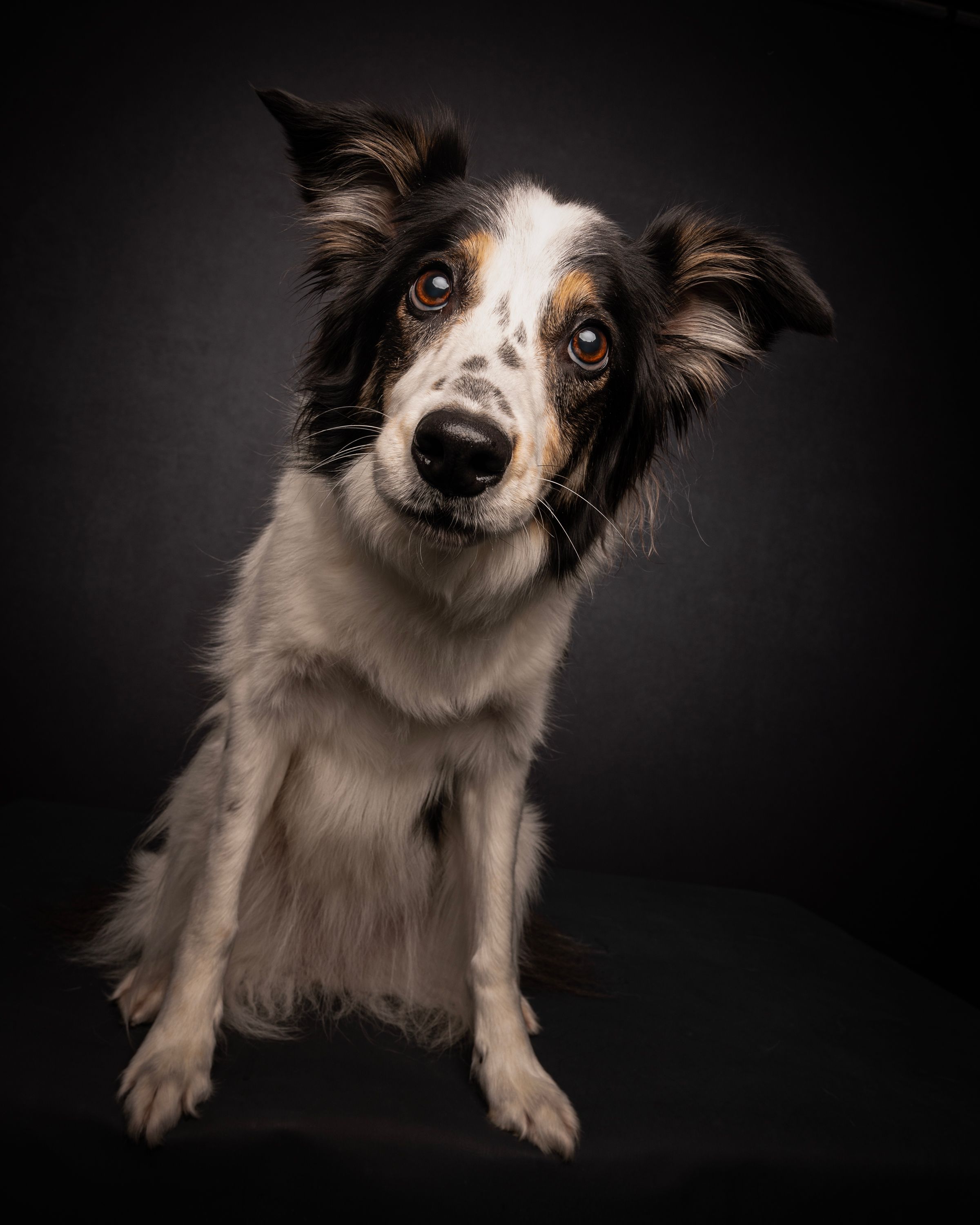 collie sitting