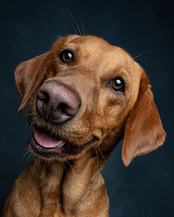 fox red lab happy face