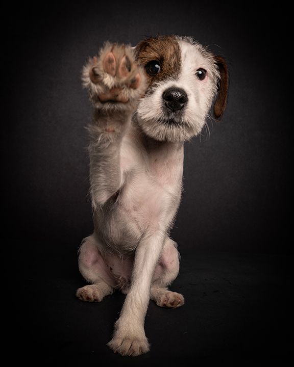 terrier puppy with paw up