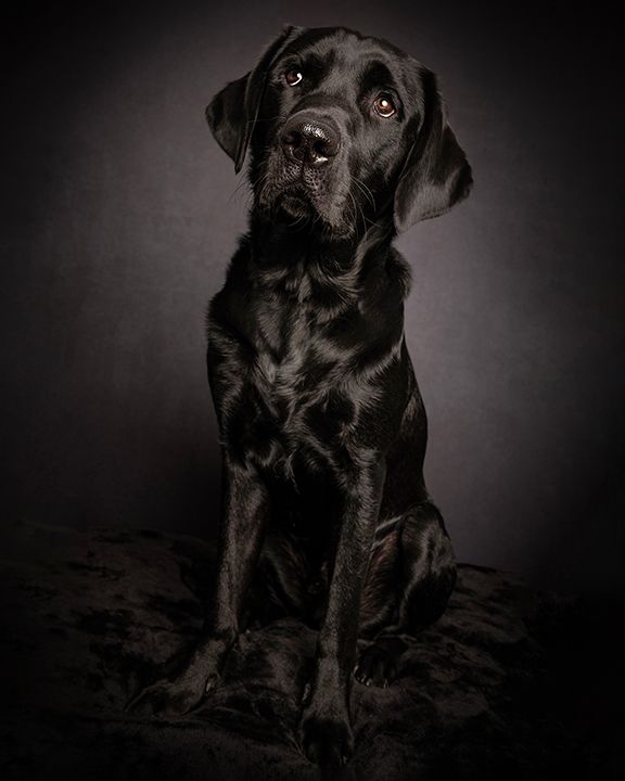 black lab looking up