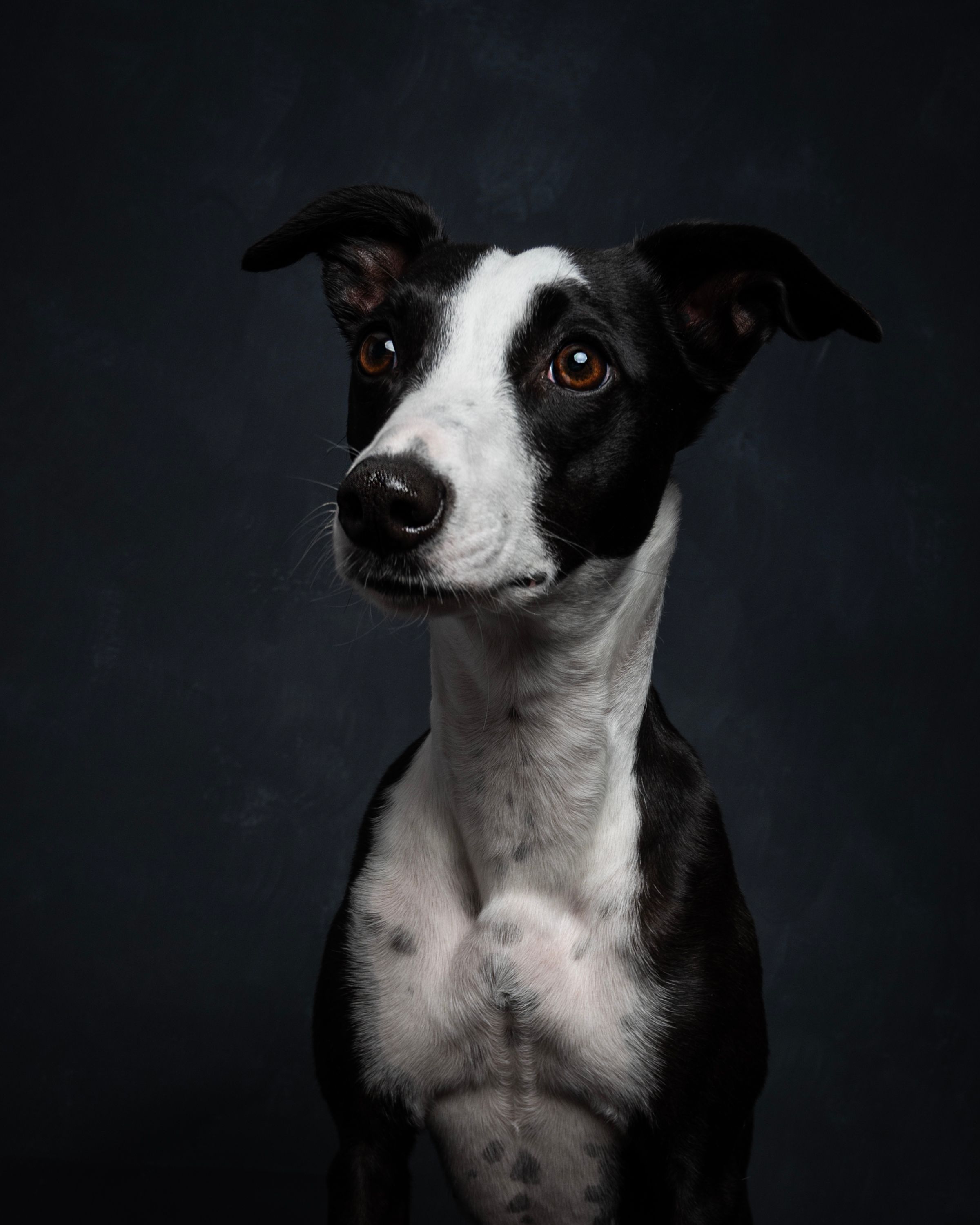 black and white whippet