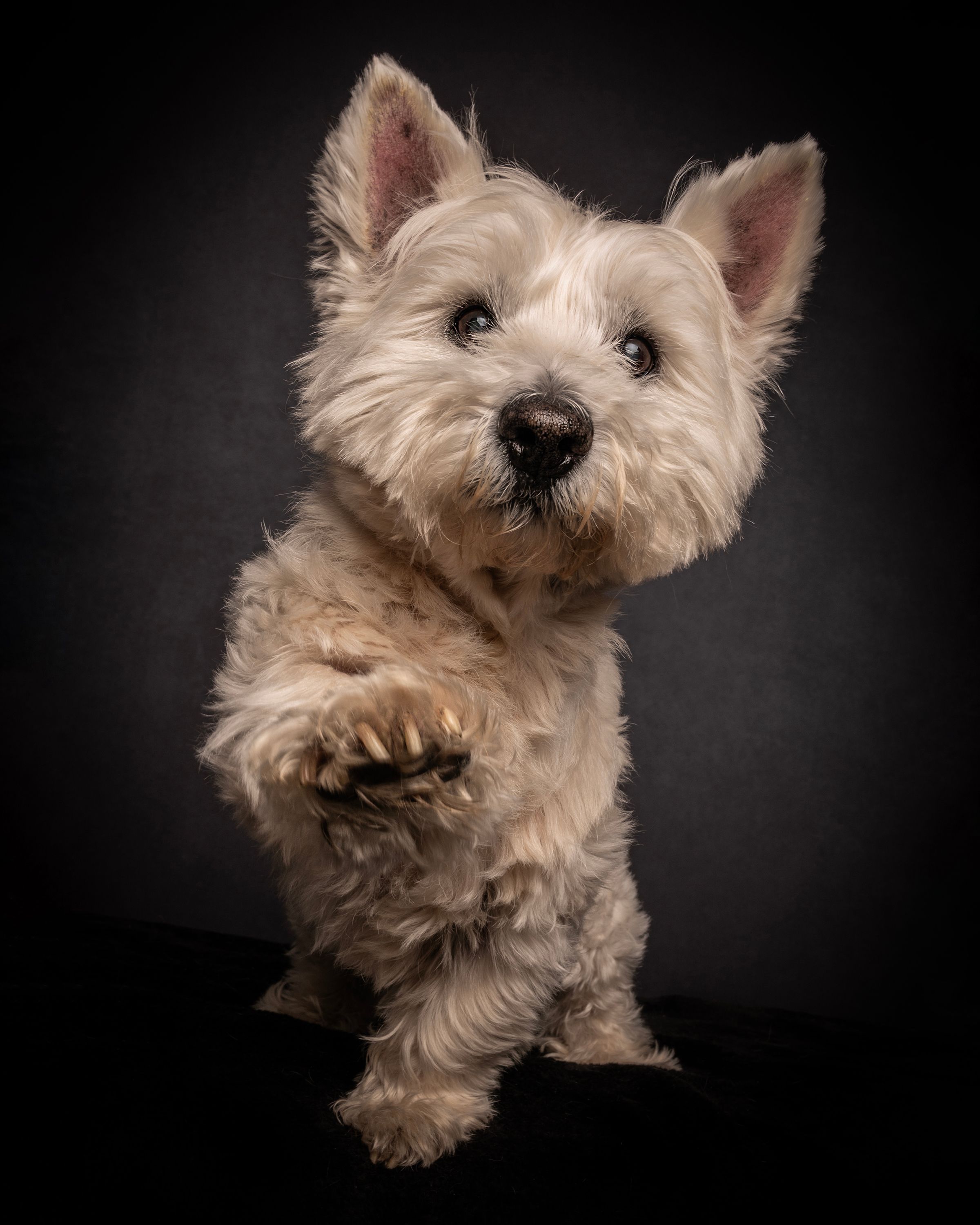 westie with paw up