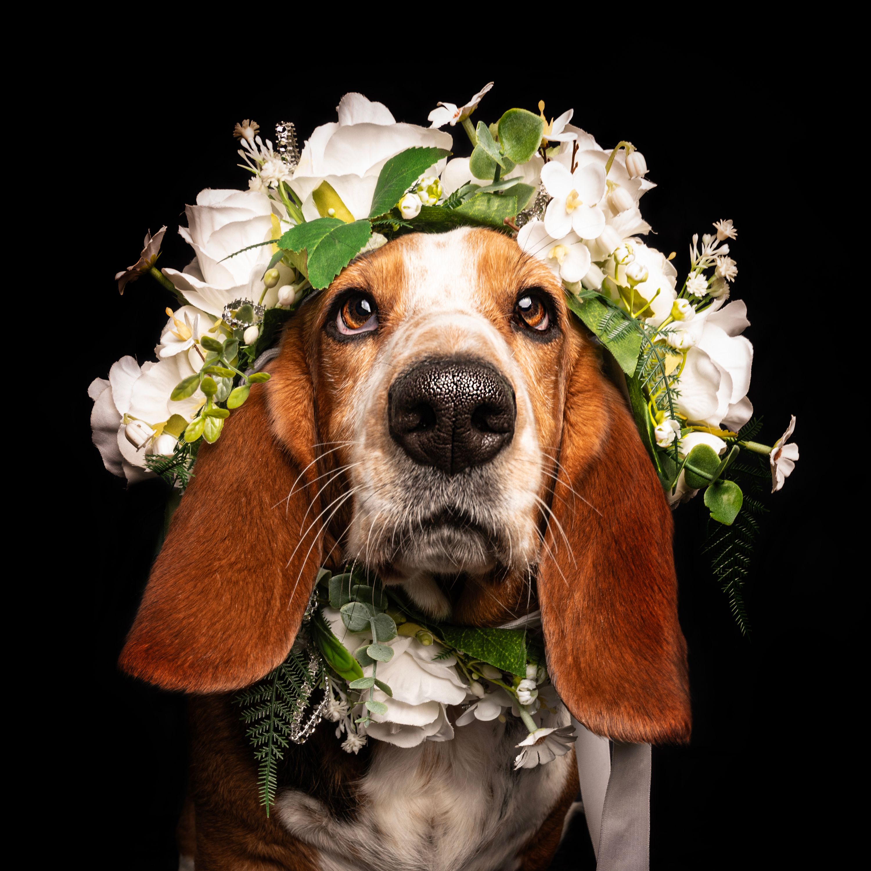 basset with flower garland on head