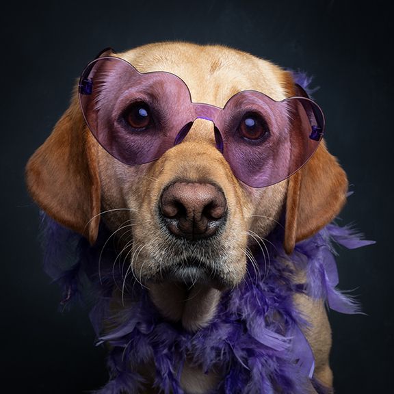 lab in purple glasses