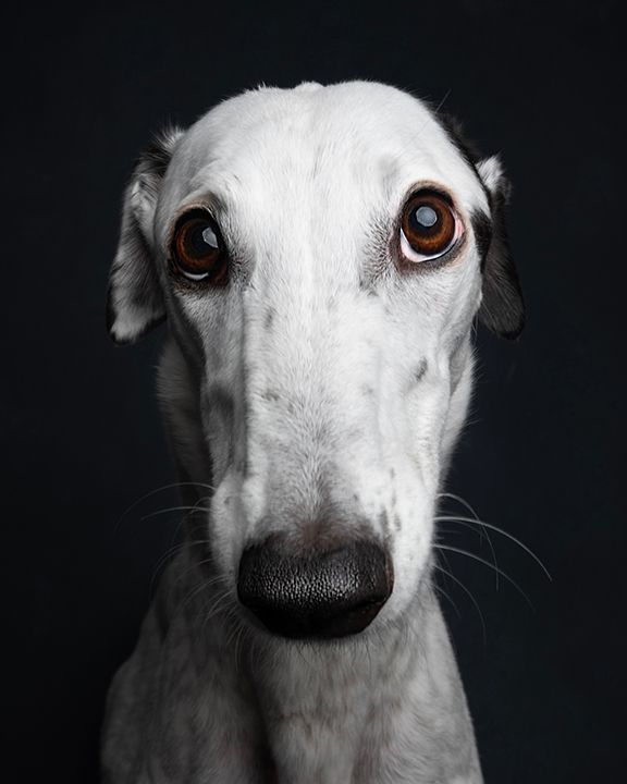 greyhound