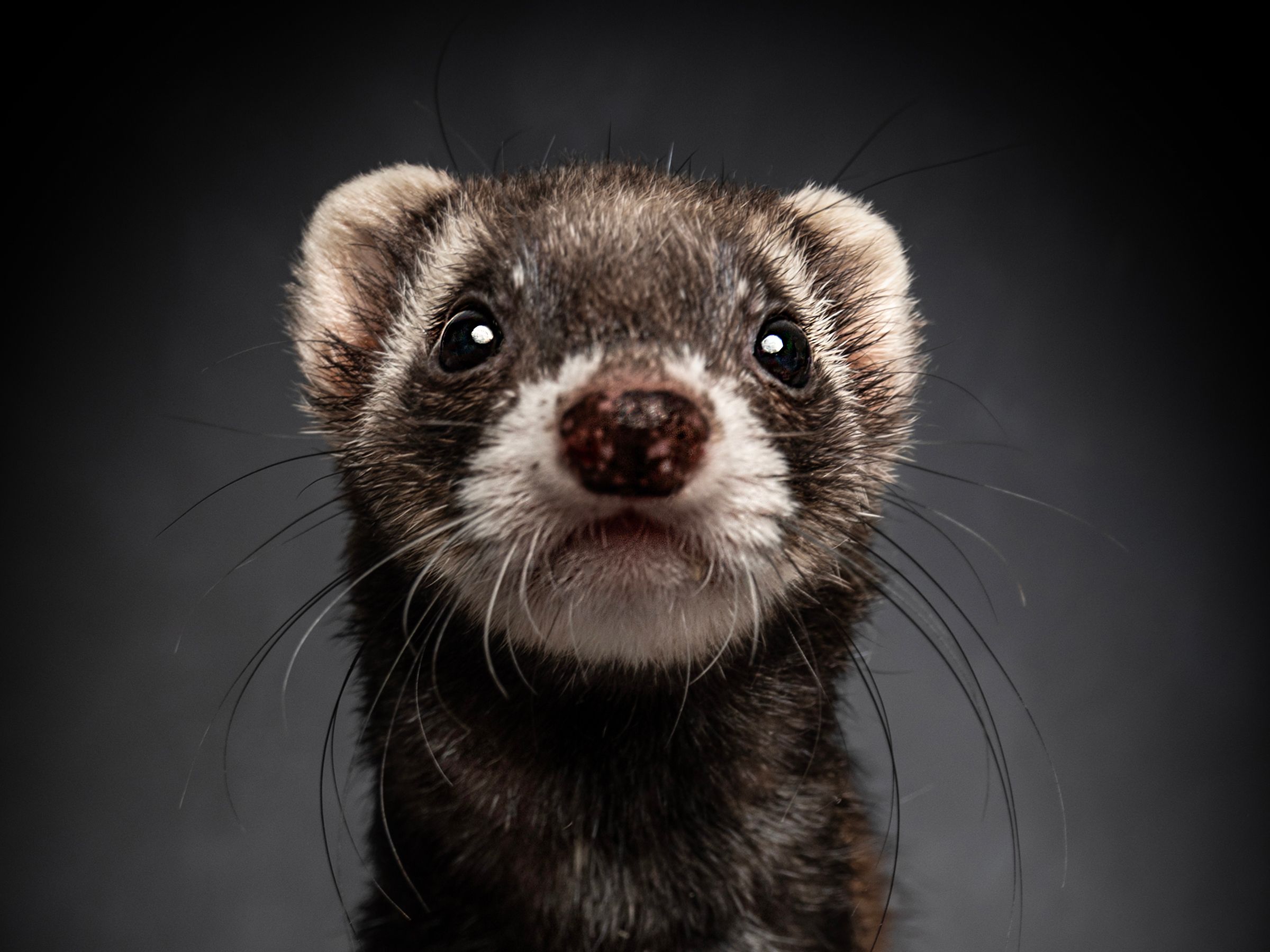 ferret