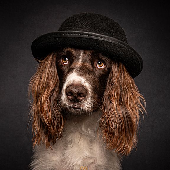 spaniel in bowler hat