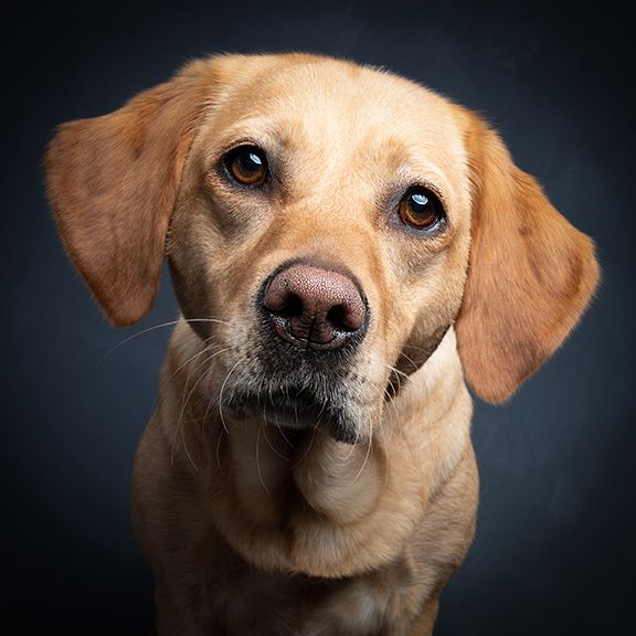labrador