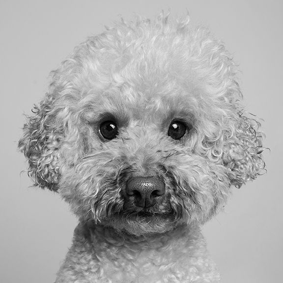 poodleblack and white