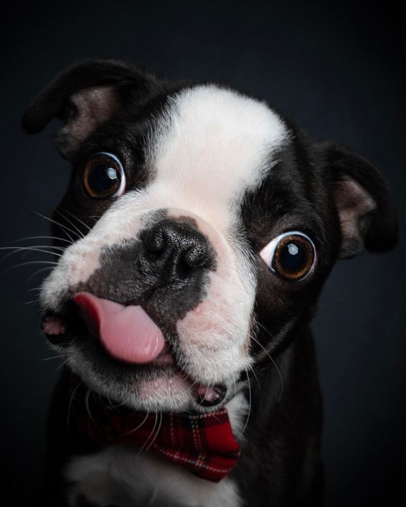 boston puppy