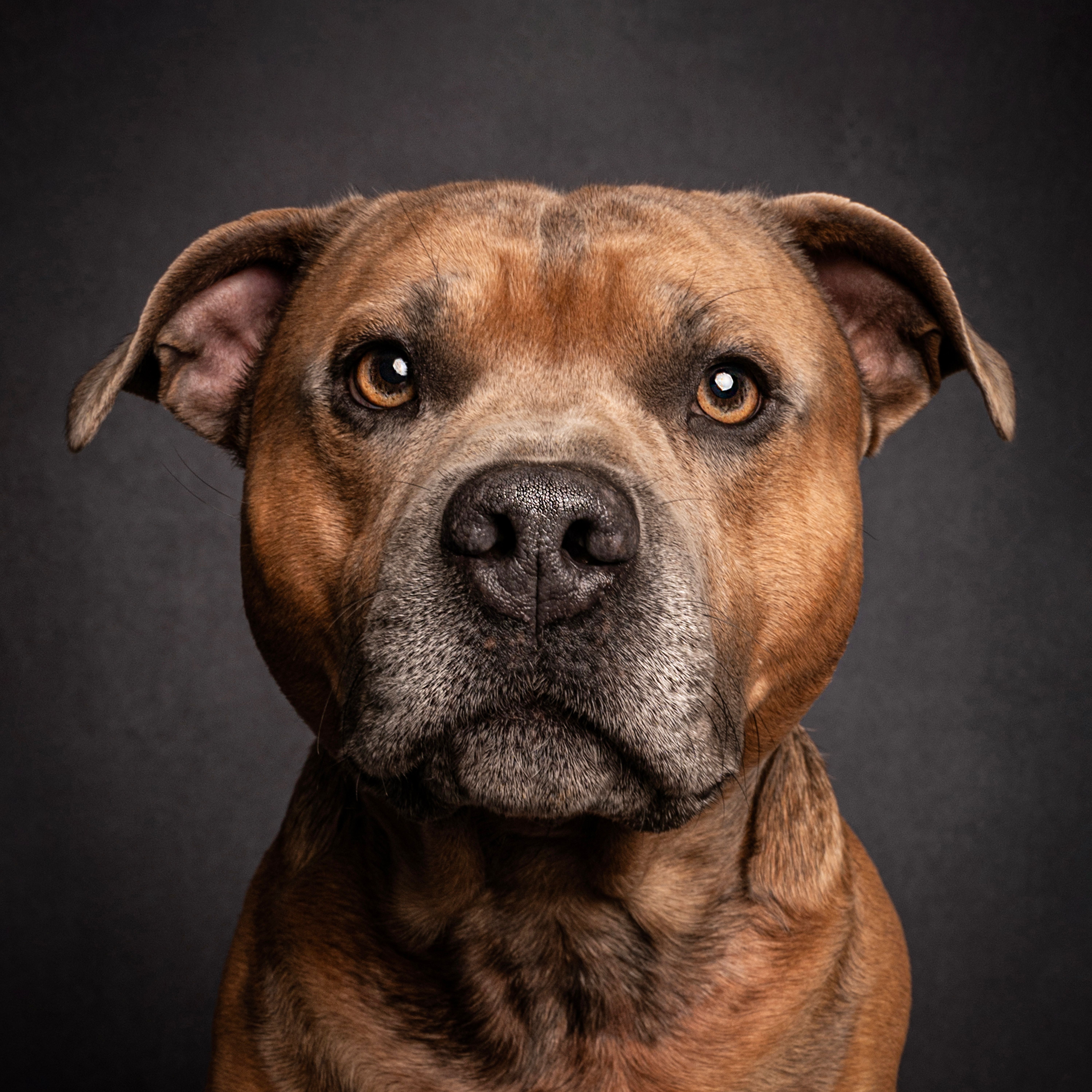 staffordshire bull terrier