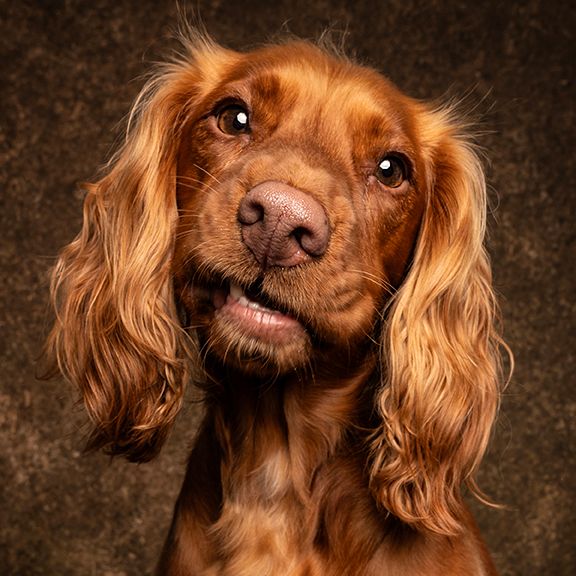 cocker spaniel on brown backdrop