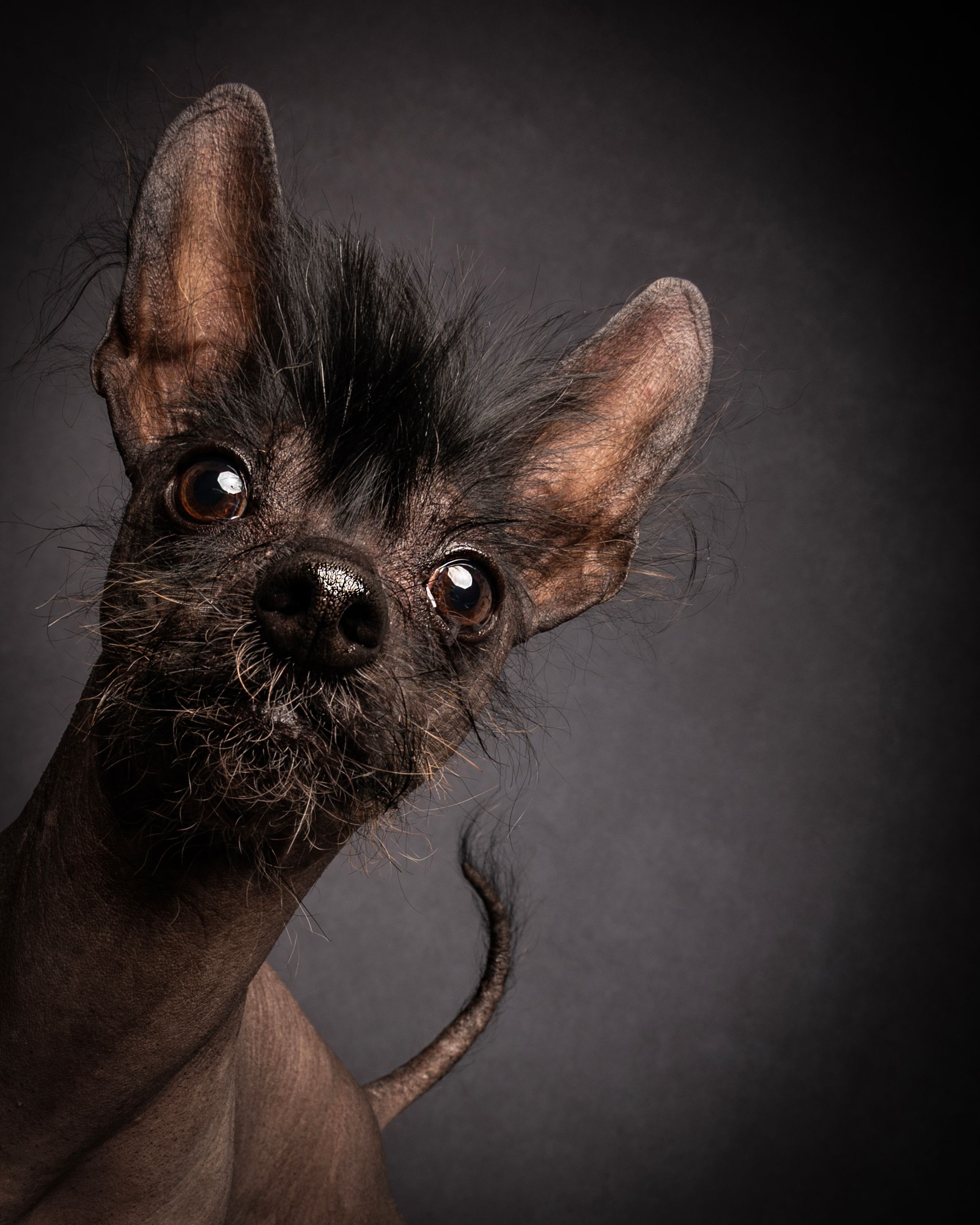 chinese crested dog