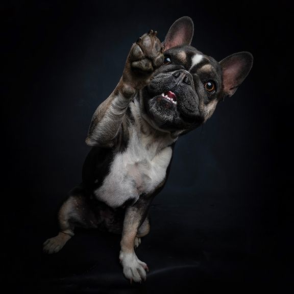 frenchie dog with paw up