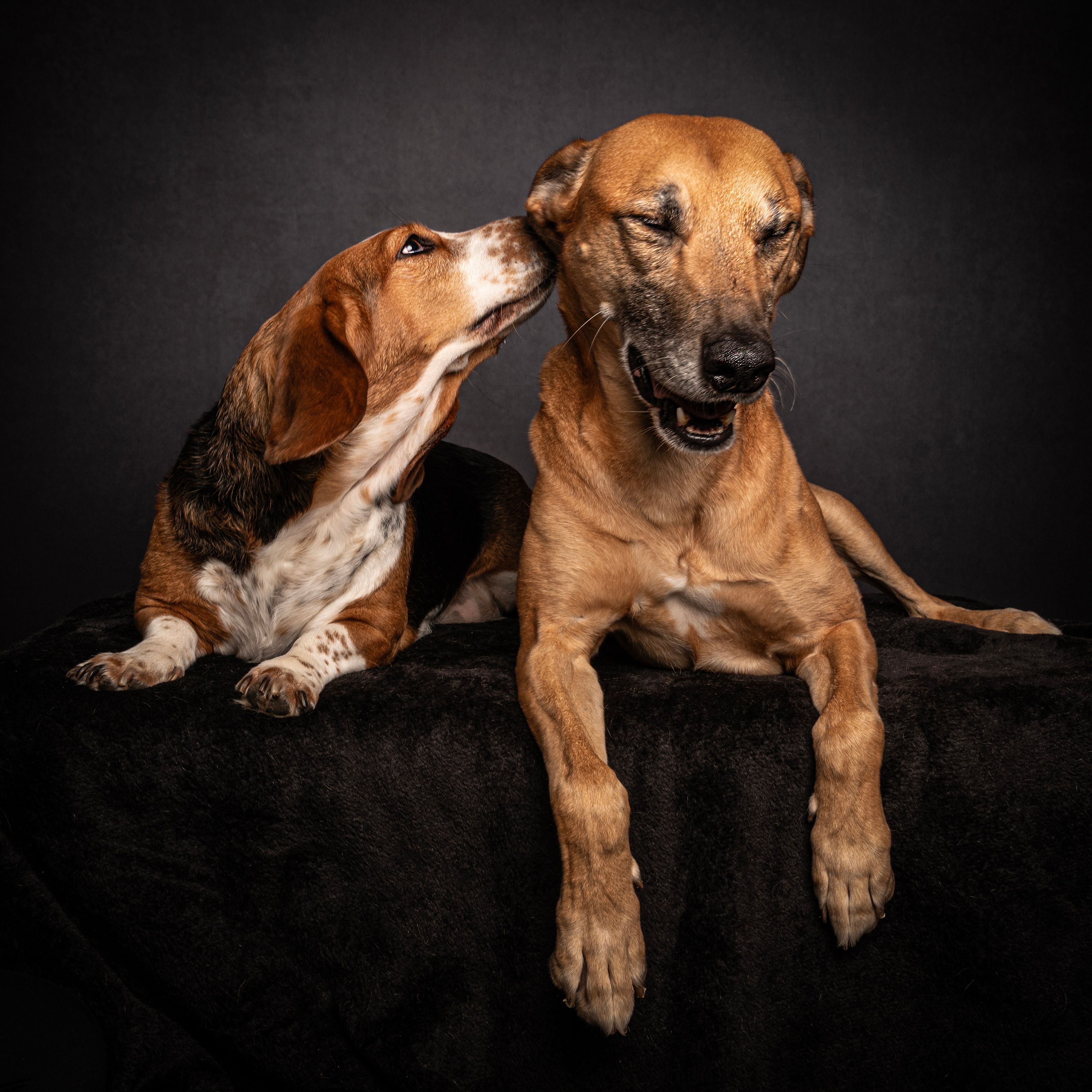 two dogs laughing and whispering