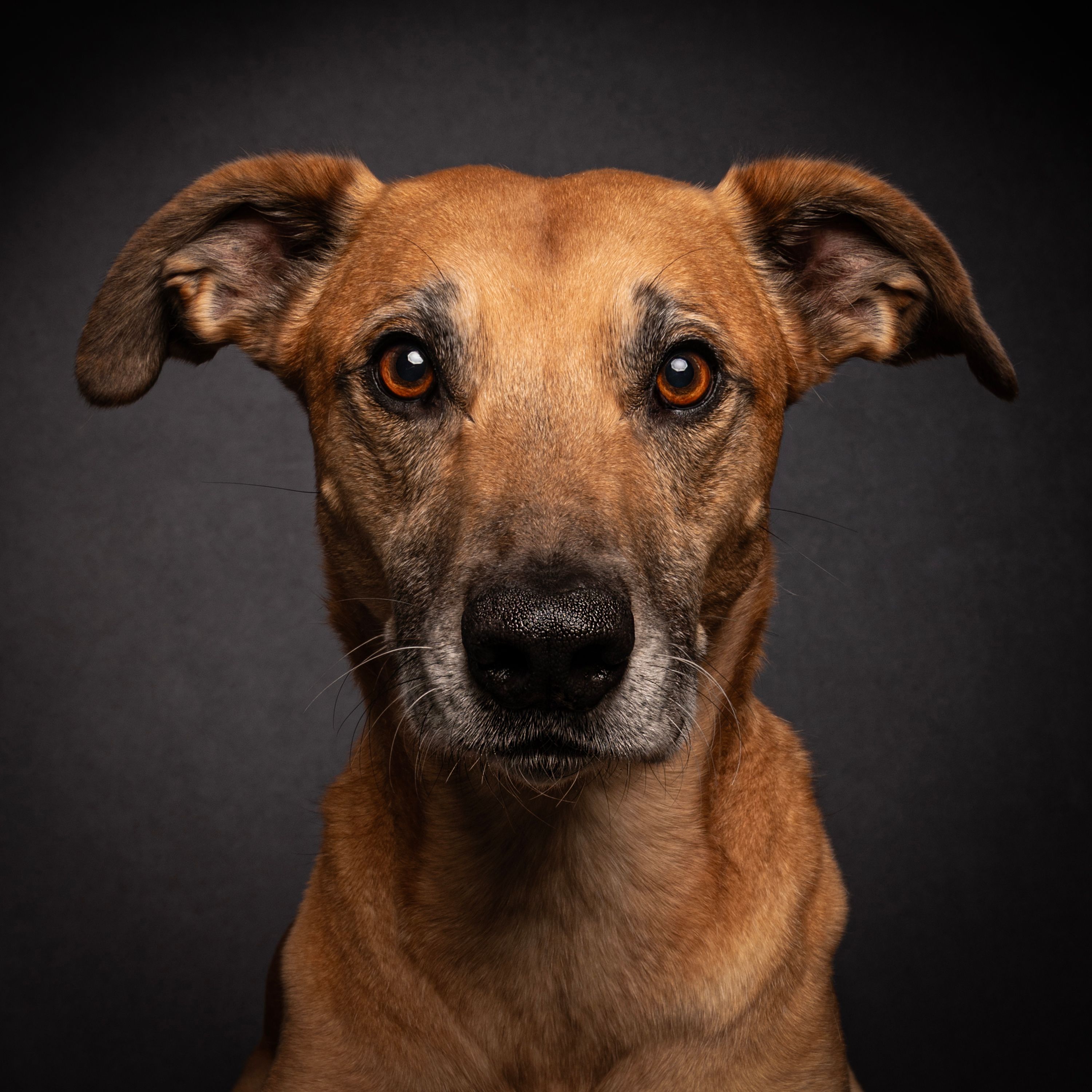 brown lurcher