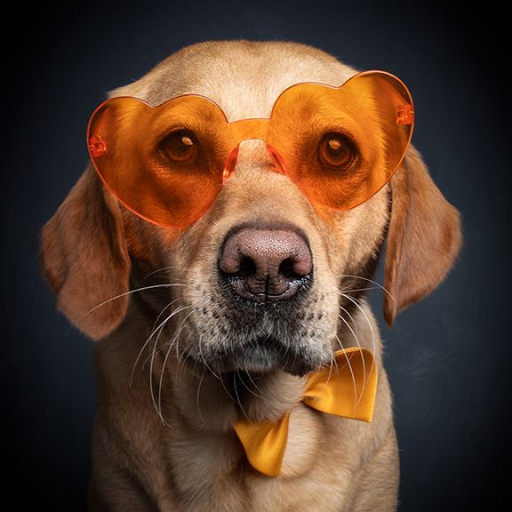 lab in glasses