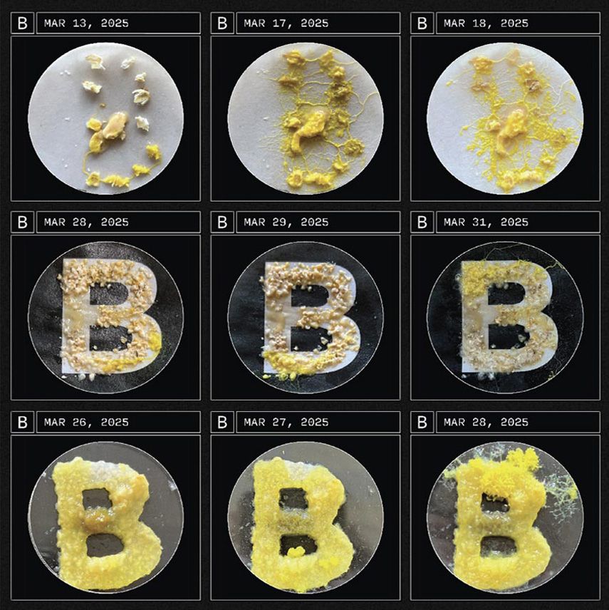 Nine Petri dishes dated March 2025 in which slime mould grows over oats laid out as the letter B