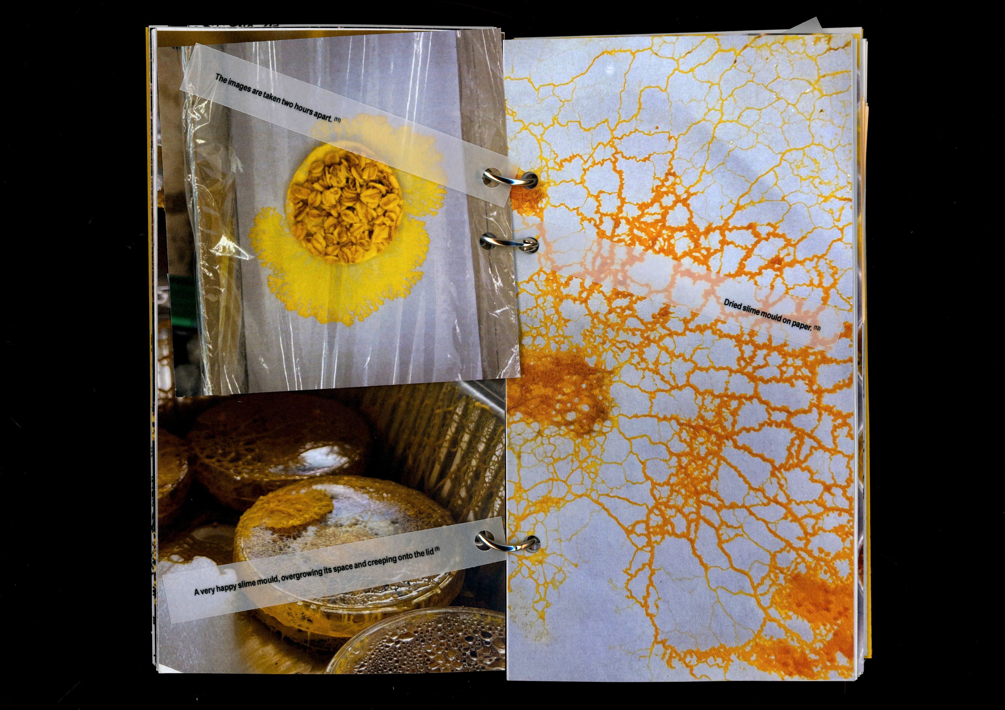 Book spread with close-up photos of slime mould growing in Petri dishes