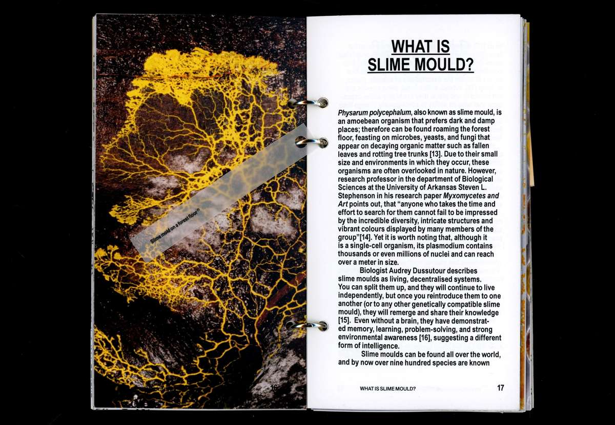 Book spread titled What Is Slime Mould?, with a photo of yellow slime mould