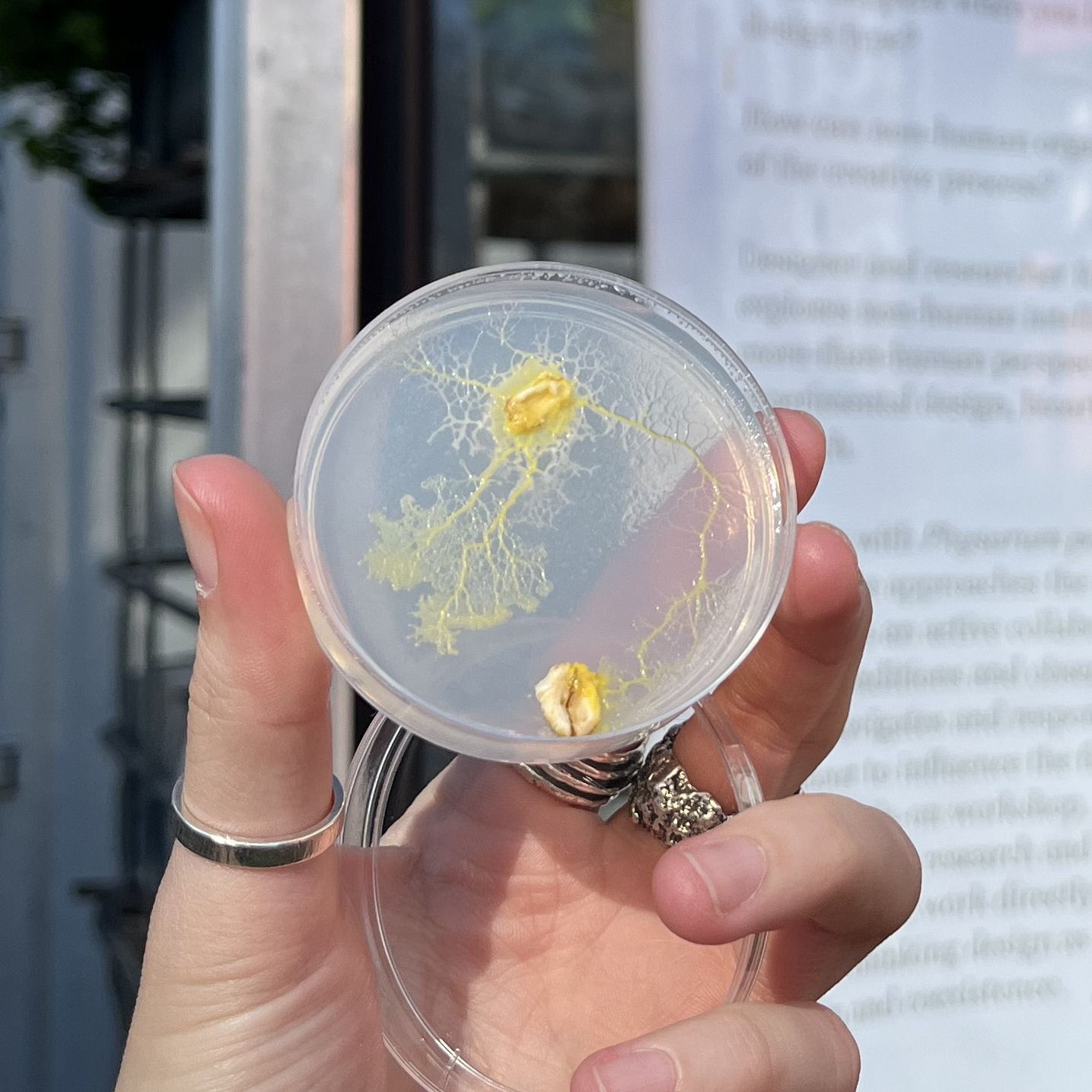 A hand holding a Petri dish with yellow slime mould branching between two oat flakes