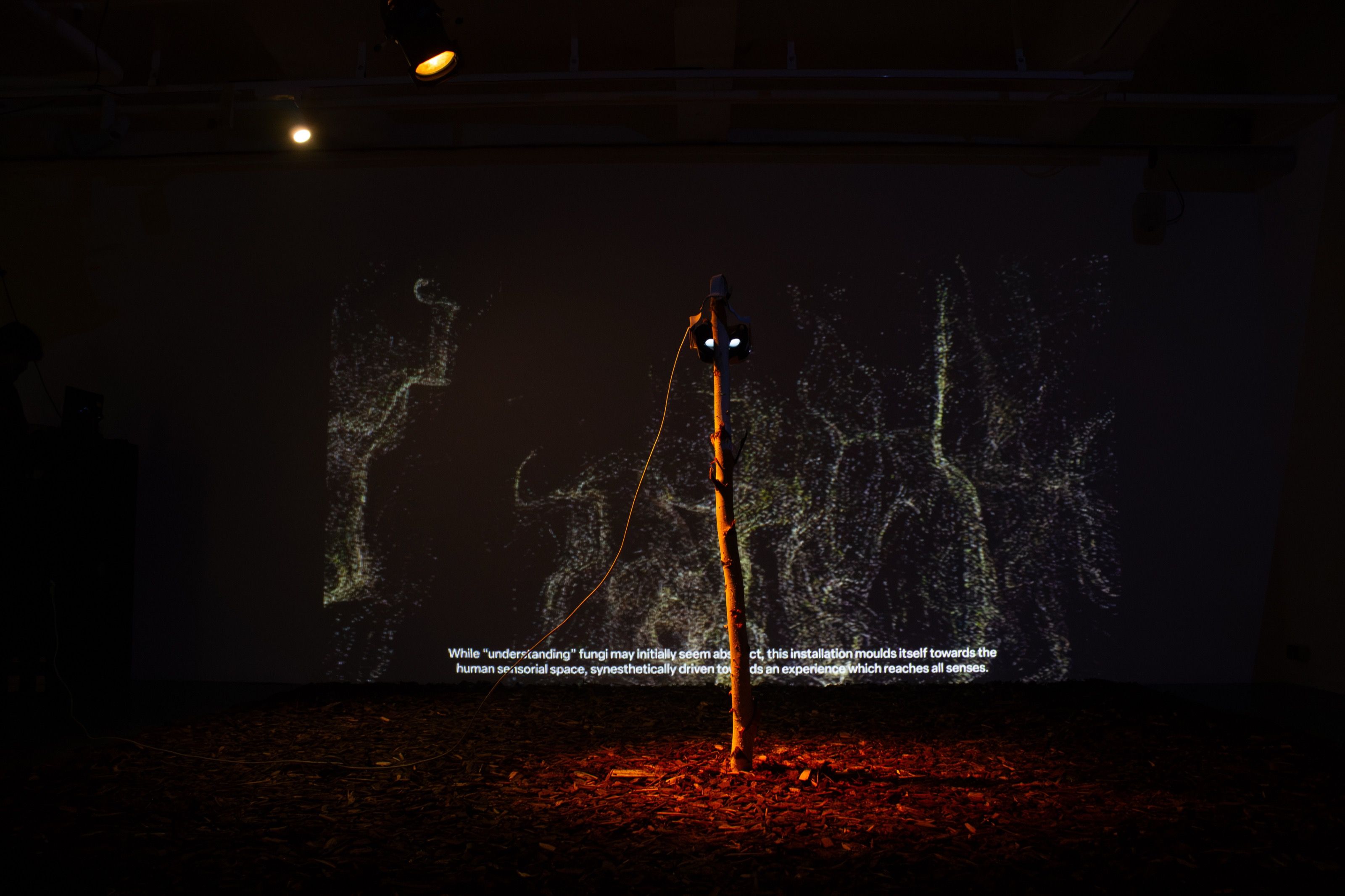 Dark installation with a lit branch and projected fungal forms, Invisible Fungi