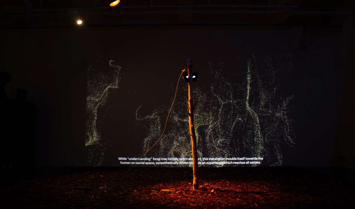 Dark installation with a lit branch and projected fungal forms, Invisible Fungi