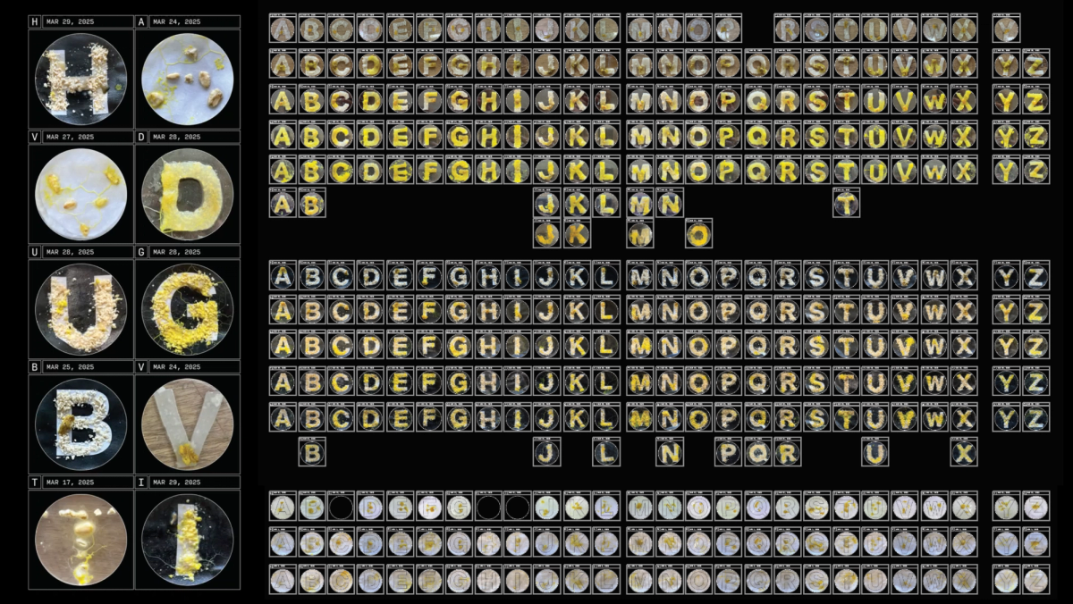 Grid of letters grown from slime mould in dishes, beside the digitised alphabet