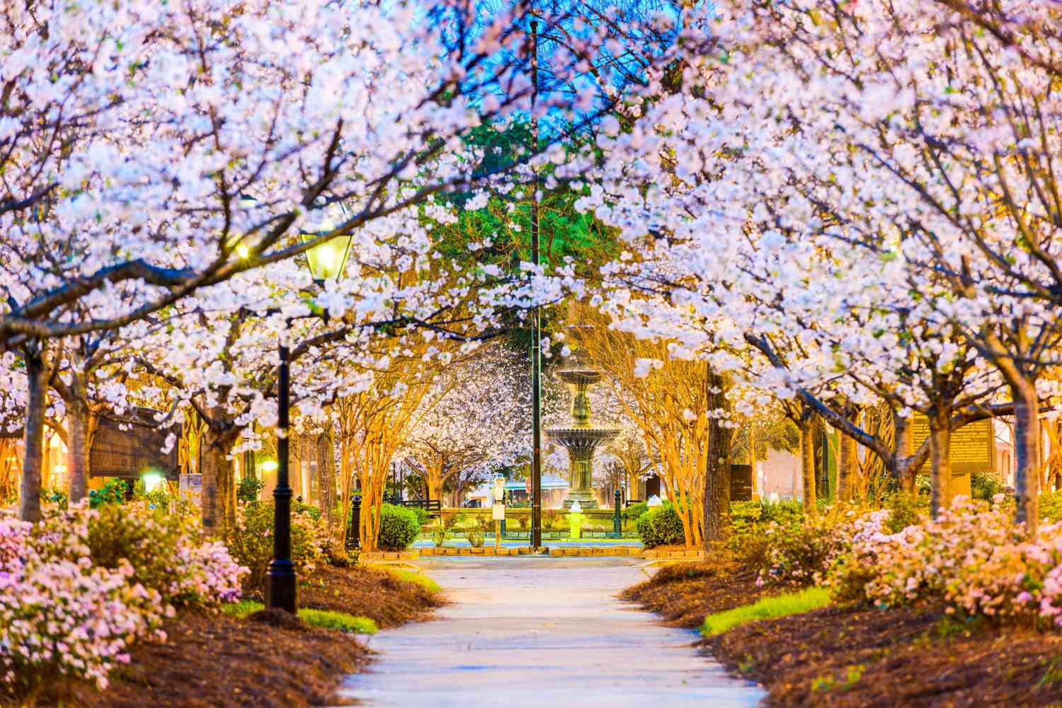 Cherry Blossom Festival in Macon: Perfect Transportation Solutions with Grand Limousine Macon"