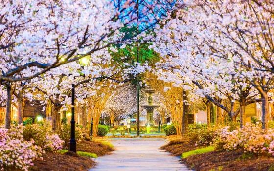 Cherry Blossom Festival in Macon: Perfect Transportation Solutions with Grand Limousine Macon"
