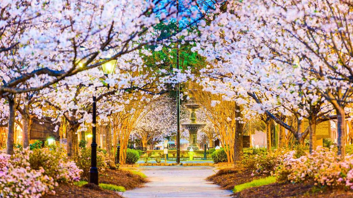 Cherry Blossom Festival in Macon: Perfect Transportation Solutions with Grand Limousine Macon"