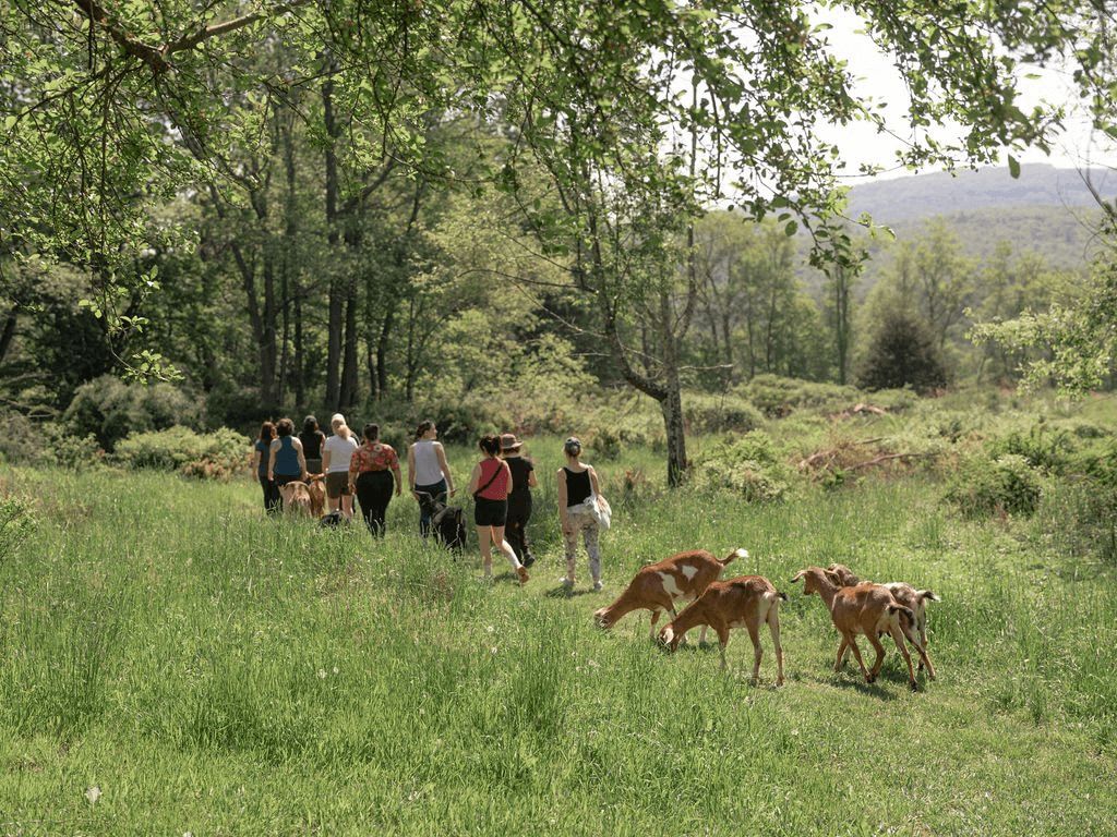 Guests walking with goats through the meadows at Hemlock Neversink, a Catskills wellness retreat branded by Love & War.