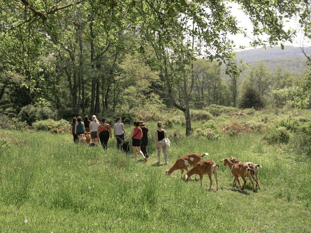 Guests walking with goats through the meadows at Hemlock Neversink, a Catskills wellness retreat branded by Love & War.