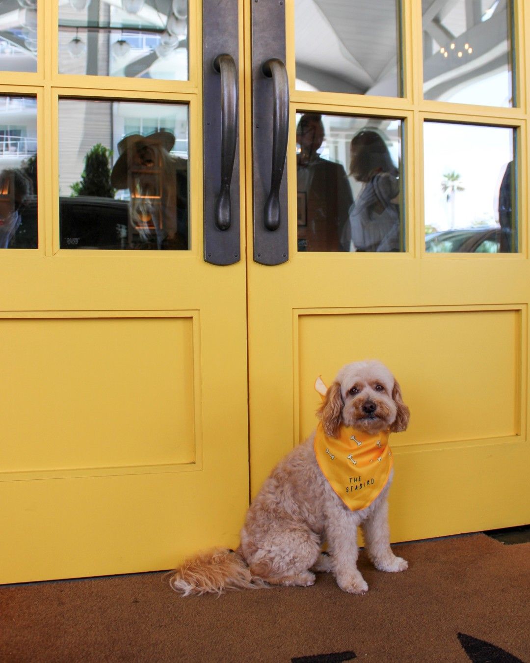 Dog at The Seabird